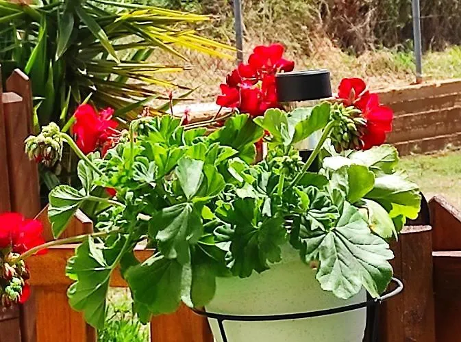 度假居 Seaside Lux